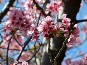 prunus-persica-8062 | Online Flower Garden Prunus persica | Online Flower Garden