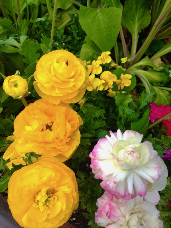 Ranunculus asiaticus