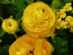 Ranunculus asiaticus