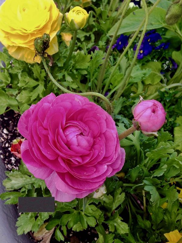 Ranunculus asiaticus