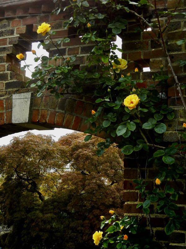 rosa-dreaming-spires-8641 | Online Flower Garden Rosa 'Dreaming Spires'