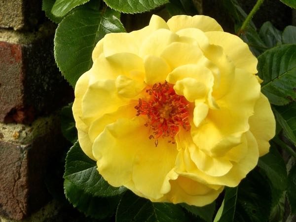 rosa-dreaming-spires-8642 | Online Flower Garden Rosa 'Dreaming Spires'