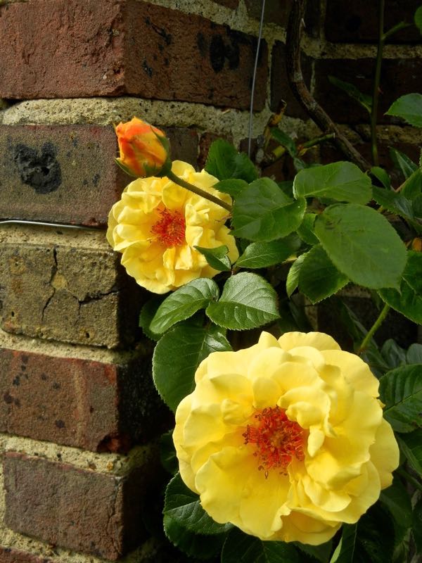 Rosa 'Dreaming Spires'2 | Online Flower Garden Rosa 'Dreaming Spires'