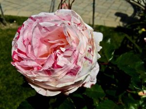 rosa-gallica-7852 | Online Flower Garden Rosa gallica | Online Flower Garden