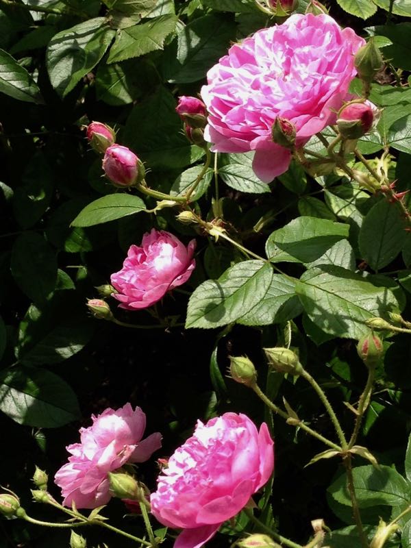 rosa-harlow-carr-4135 | Online Flower Garden Rosa 'Harlow Carr'