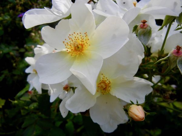 Rosa 'Kew Gardens'