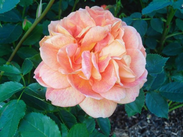 Rosa 'Lady of Shalott'