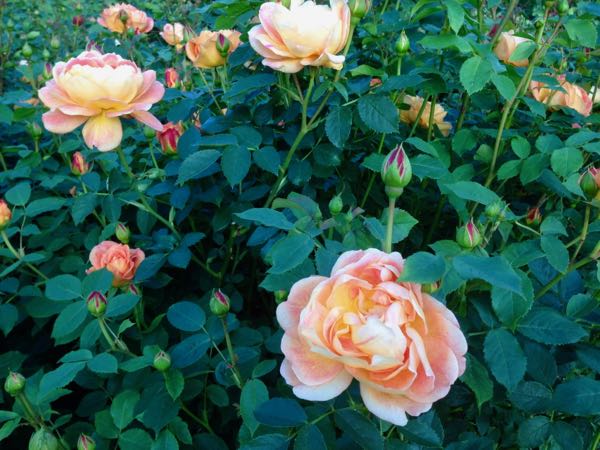 Rosa 'Lady of Shalott'