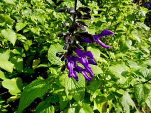 Salvia farinacea