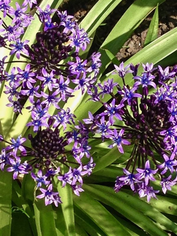 Cuban Lily or Scilla peruviana