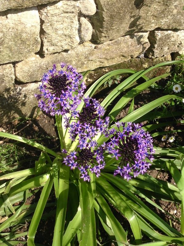 Scilla peruviana