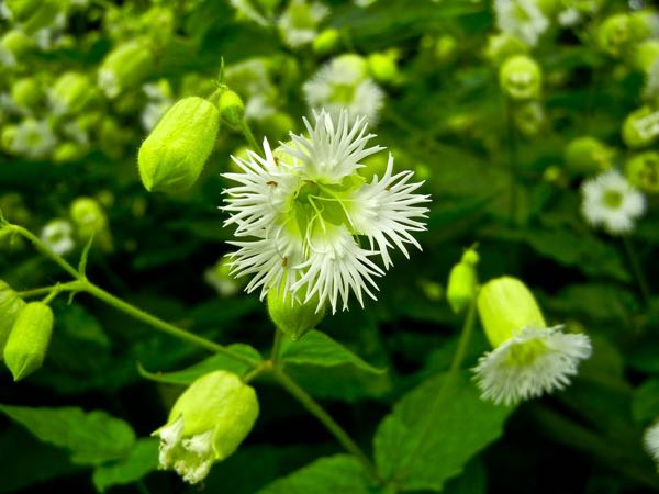 Silene stellata