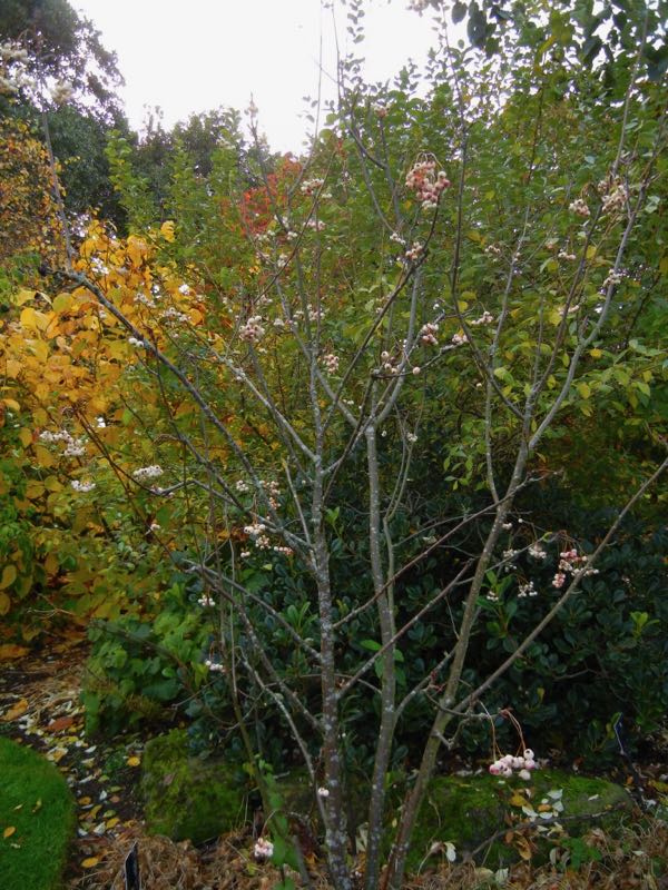 Sorbus zayuensis