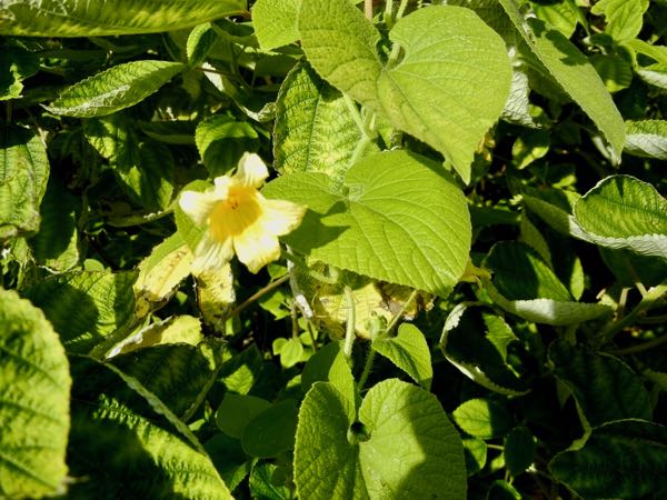 thladiantha-dubia-7594 | Online Flower Garden Thladiantha dubia