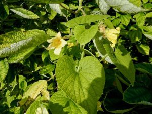 Thladiantha dubia | Online Flower Garden