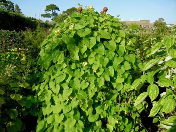 thladiantha-dubia-7596 | Online Flower Garden Thladiantha dubia