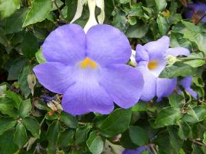 Thunbergia erecta © onlineflowergarden.com | Online Flower Garden