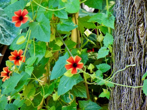 thunbergia-alata-tangerine-slice-7316 | Online Flower Garden Thunbergia alata 'Tangerine Slice A-Peel'