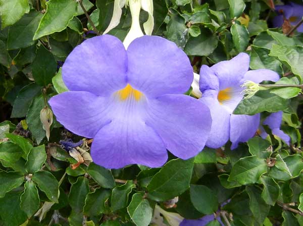 thunbergia | Online Flower Garden Thunbergia erecta © onlineflowergarden.com
