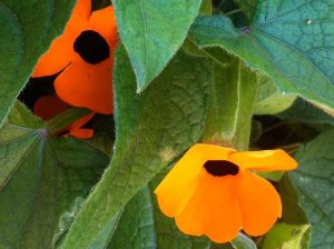 Black-eyed Susan