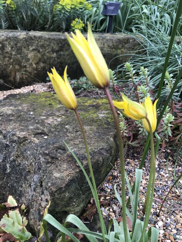 Tulipa sylvestris