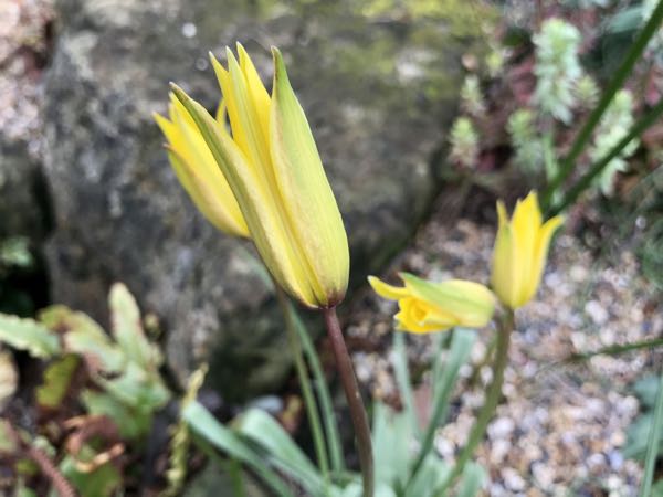 Tulipa sylvestris