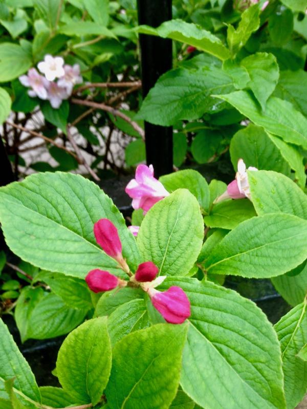 Weigela