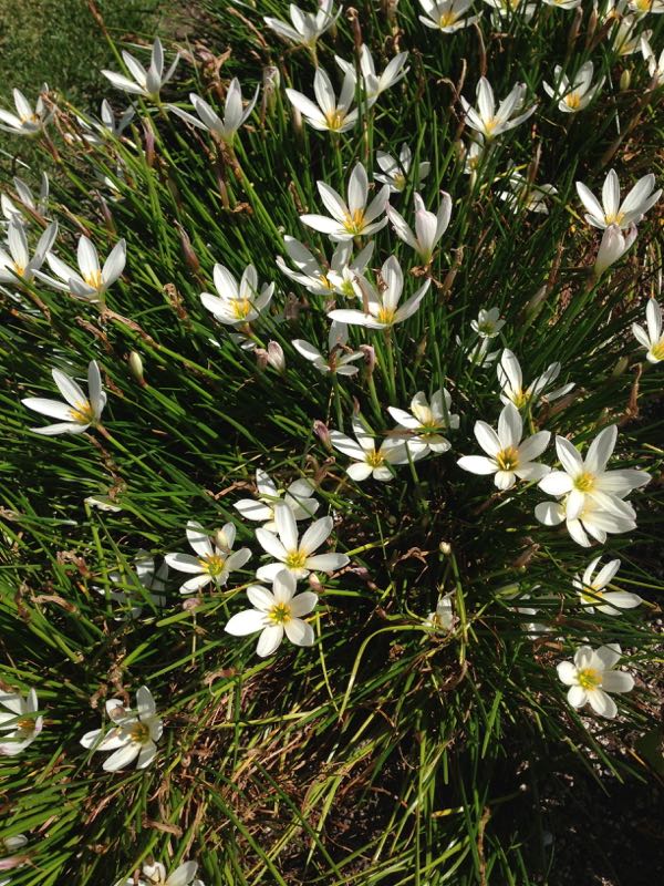 zephyranthes-candida-3032 | Online Flower Garden Zephyranthes candida