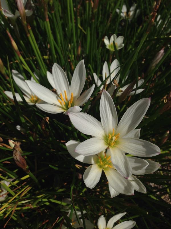 zephyranthes-candida-3036 | Online Flower Garden Zephyranthes candida