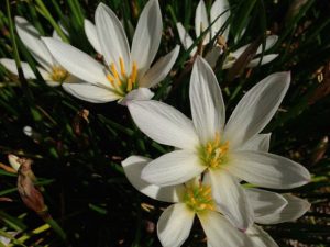 Zephyranthes candida | Online Flower Garden